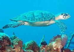 Turtle, over a hundred Carribean dives and the only one I... by Steve Laycock 